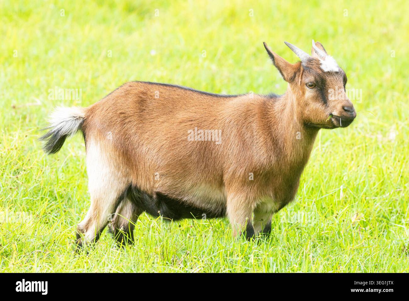 Chèvre pygmée africaine de huit mois, chèvre naine, chèvre miniature dans le champ de ferme au coucher du soleil Banque D'Images