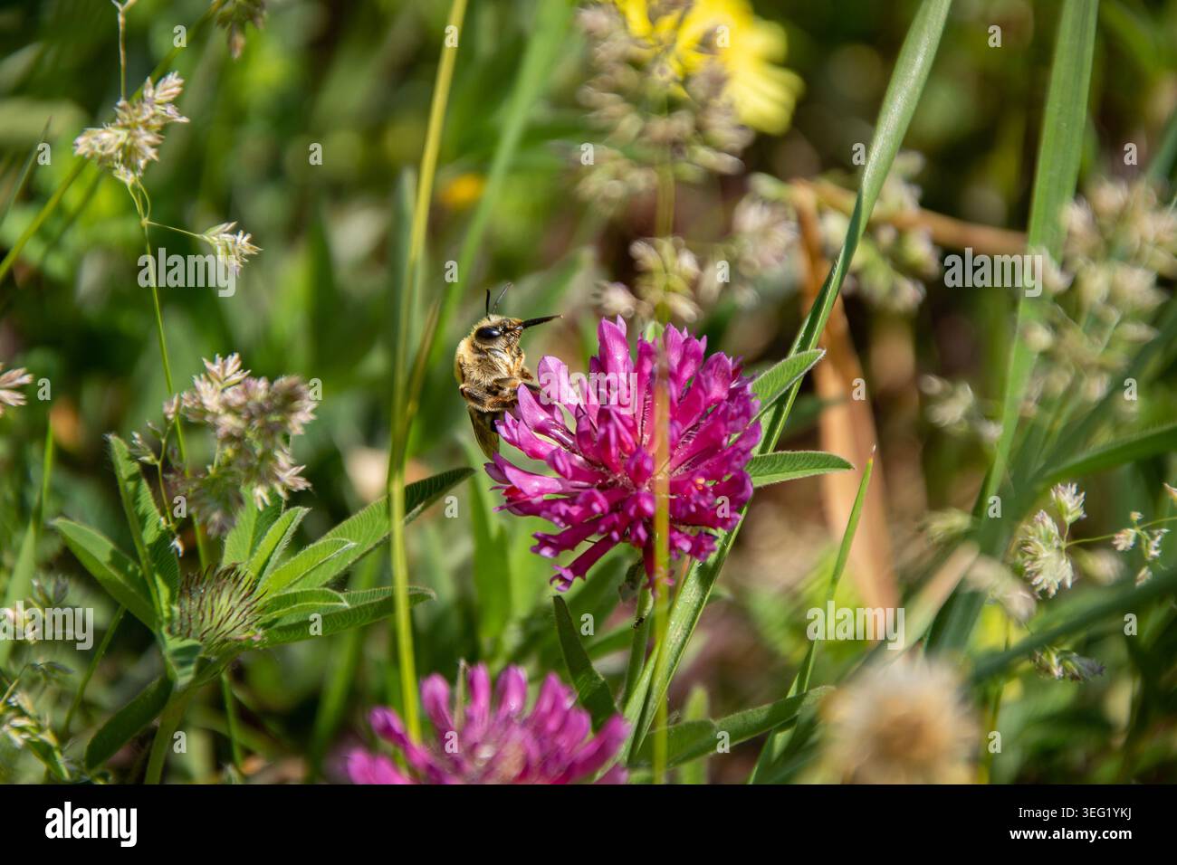 Abeille buvant nectar de fleur de trèfle avec proboscis visible Banque D'Images