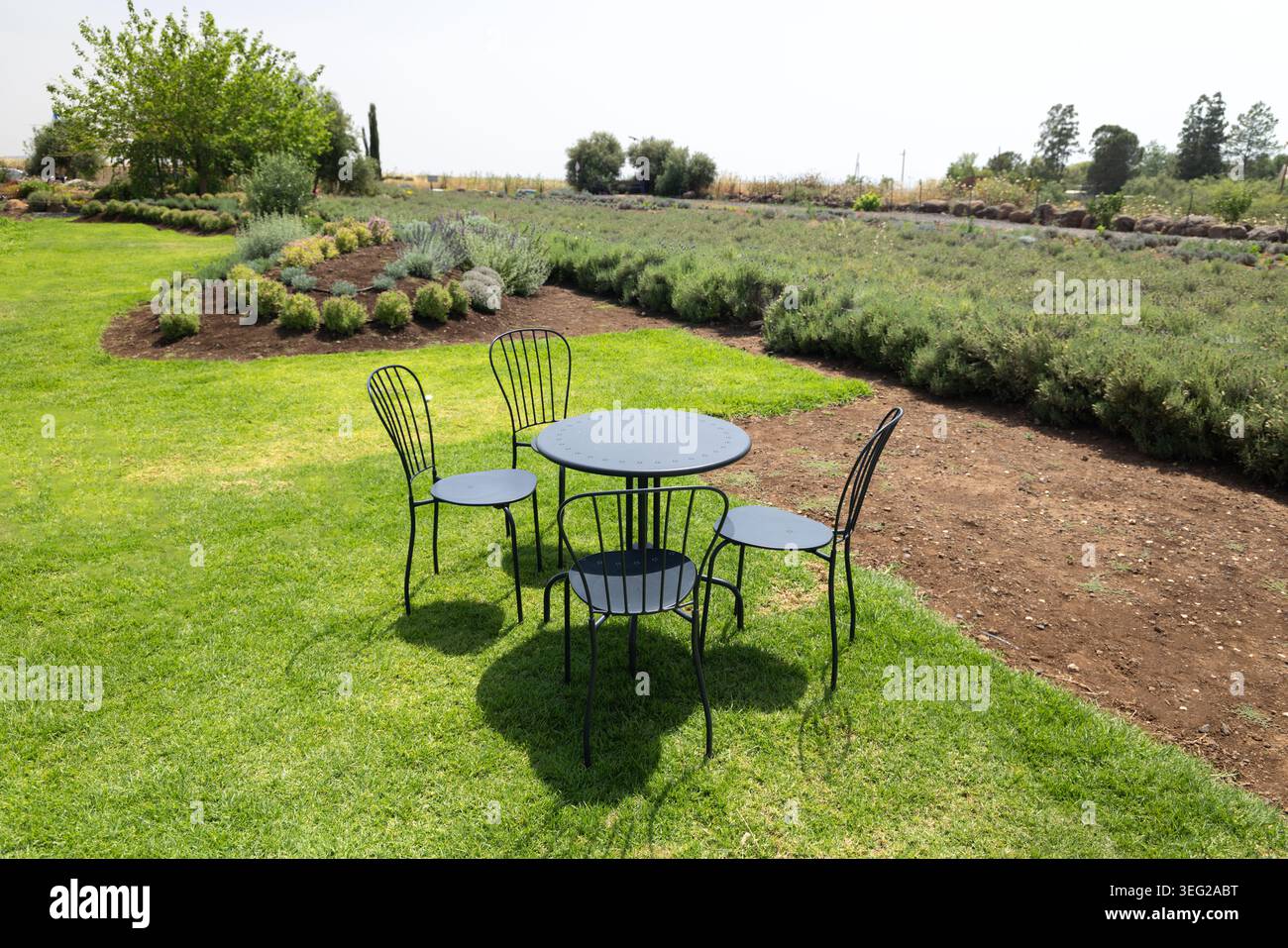 Un café extérieur avec une table ronde en métal noir et quatre chaises assorties se tient sur une pelouse verte vibrante à côté d'un champ de plantation de lavande par une journée ensoleillée dans la campagne israélienne Banque D'Images