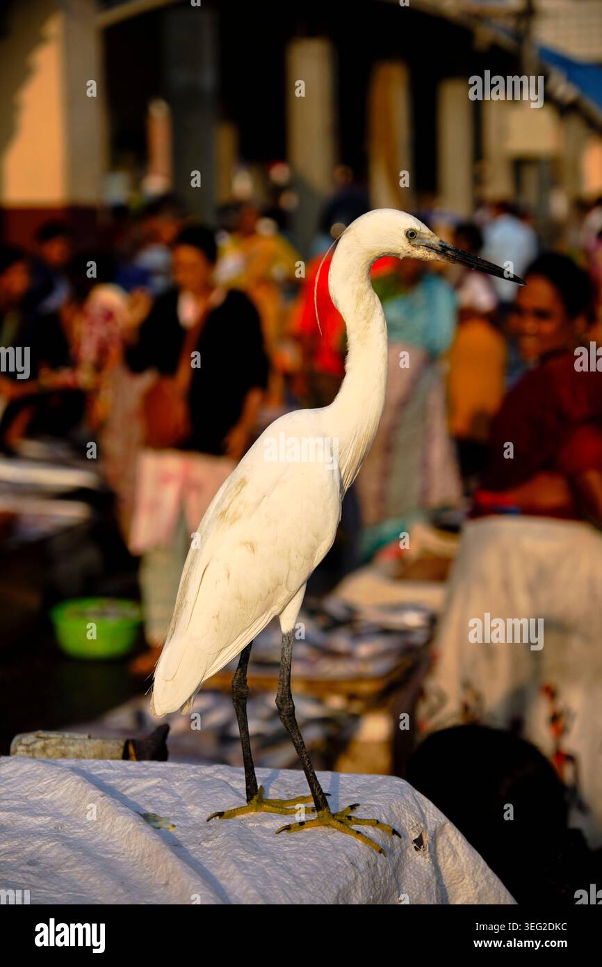 Inde, État du Maharashtra, Mumbai, district de Colaba, Sassoon Docks, L'un des plus grands marchés aux poissons de Mumbai Banque D'Images