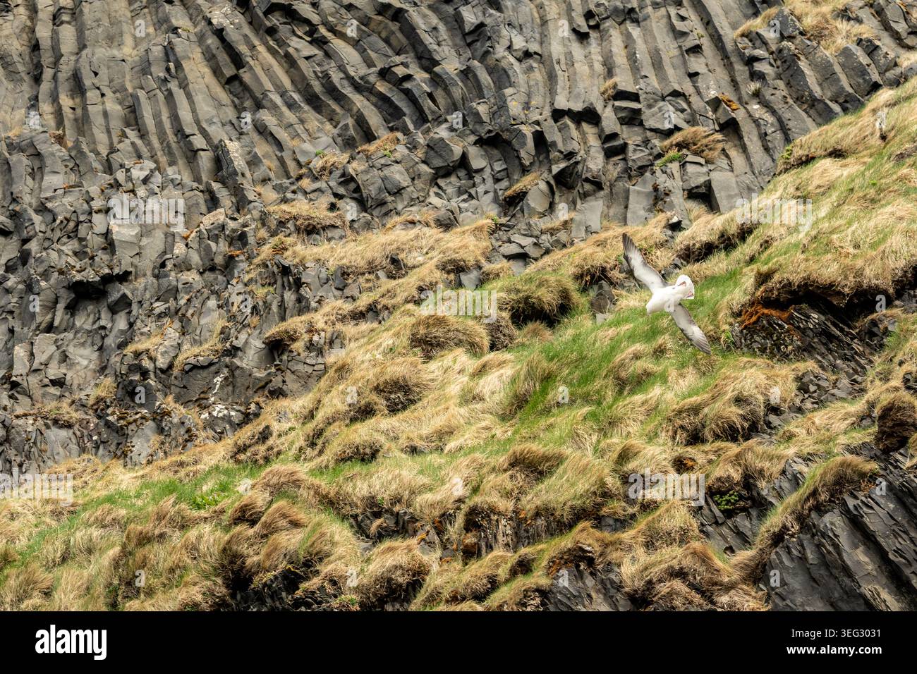 Mouette atterrissant sur des colonnes de basalte, piliers naturels de roche volcanique durcie, célèbres pour leurs formes géométriques, souvent hexagonales recouvertes de mousse Banque D'Images