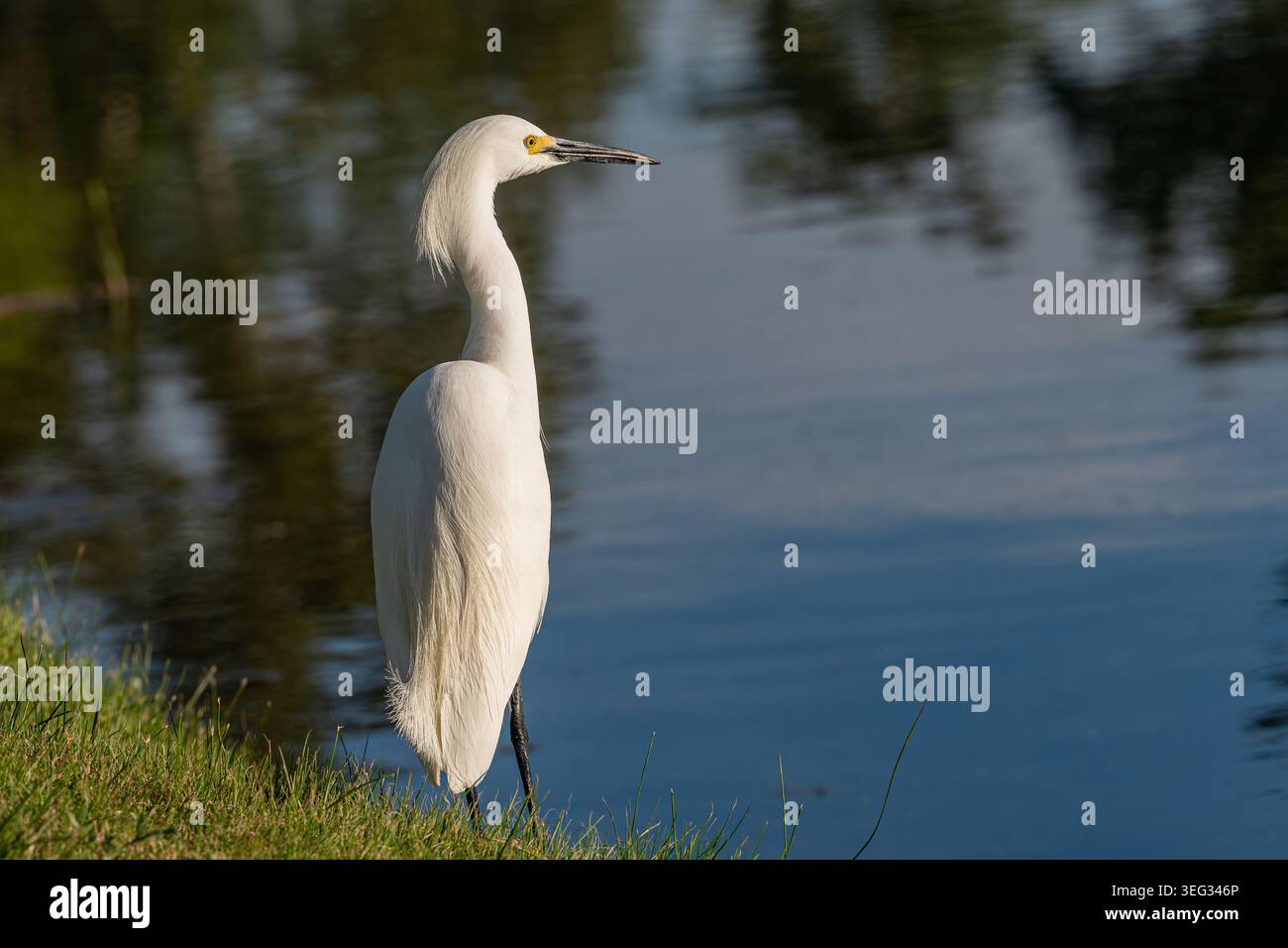 Aigrette blanche enneigée debout surplombant le lac Banque D'Images