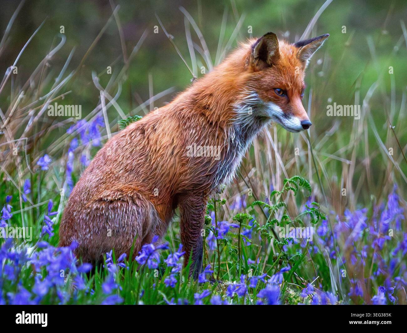 Un portrait saisissant en gros plan d'un renard roux sauvage se déplaçant tranquillement à travers un tapis de fleurs bleues. Le regard intense du renard, la fourrure humide et le bois naturel Banque D'Images