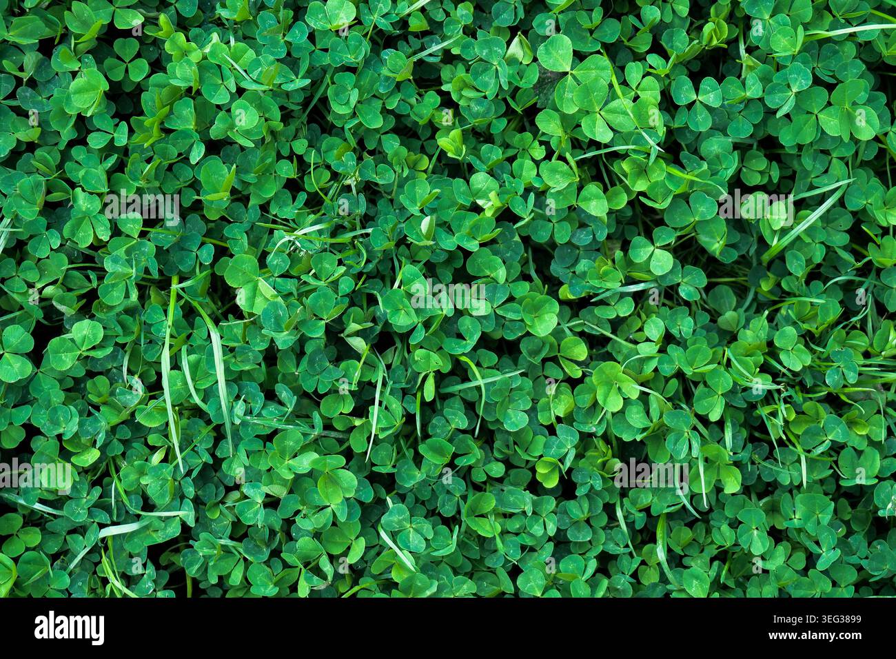 Fond naturel vert frais d'herbe de trèfle Banque D'Images