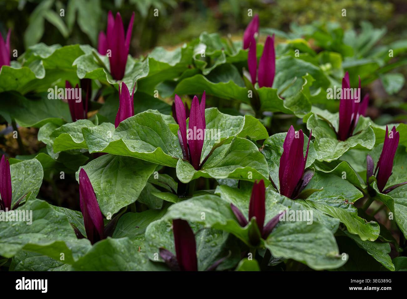 Fleurs de Trillium kurabayashii Bourgogne profondes émergeant à travers un feuillage vert luxuriant après la pluie de printemps dans un jardin boisé. Banque D'Images