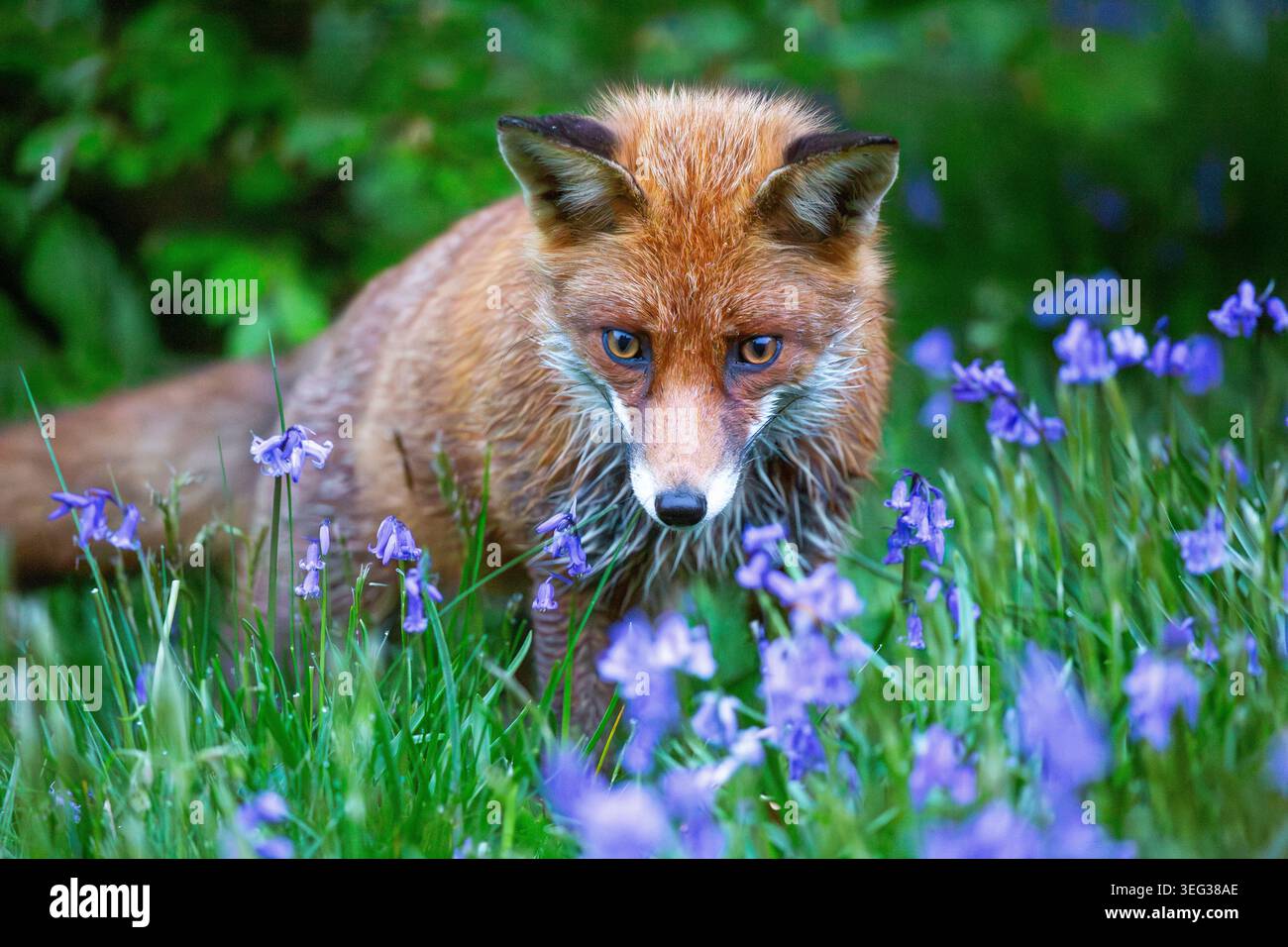 Un portrait saisissant en gros plan d'un renard roux sauvage se déplaçant tranquillement à travers un tapis de fleurs bleues. Le regard intense du renard, la fourrure humide et le bois naturel Banque D'Images
