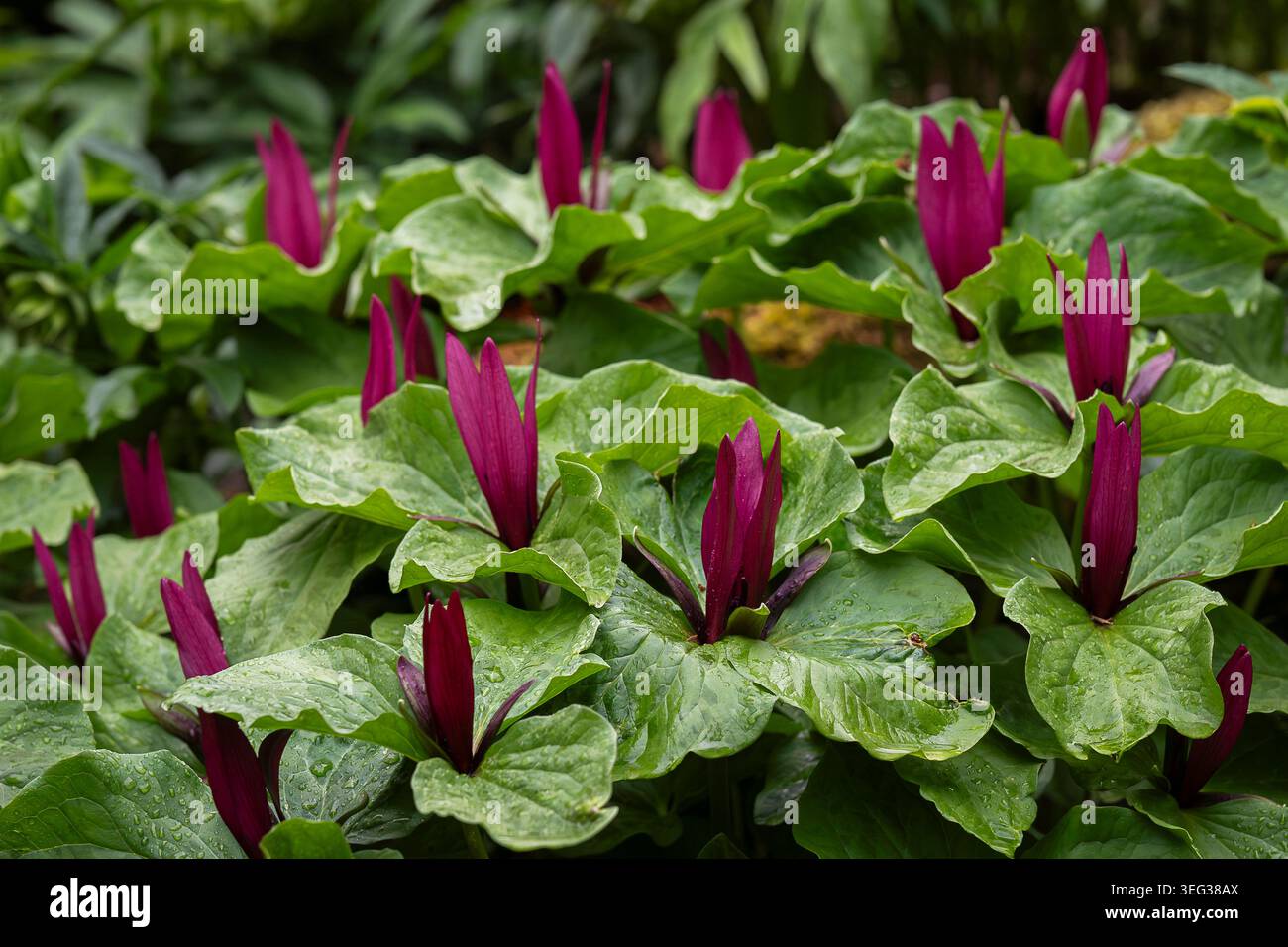 Fleurs de Trillium kurabayashii Bourgogne profondes émergeant à travers un feuillage vert luxuriant après la pluie de printemps dans un jardin boisé. Banque D'Images