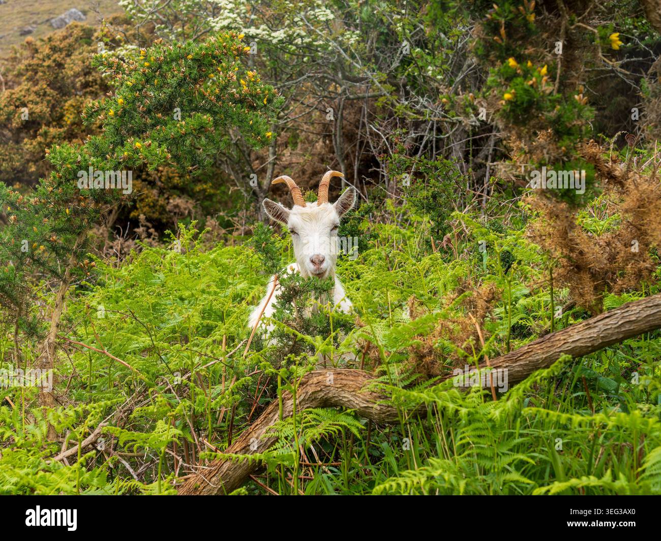Chèvre blanche Great Orme observant les environs, partiellement cachée par des fougères vertes luxuriantes et un feuillage dense dans son habitat naturel sur la montagne Great Orme Banque D'Images