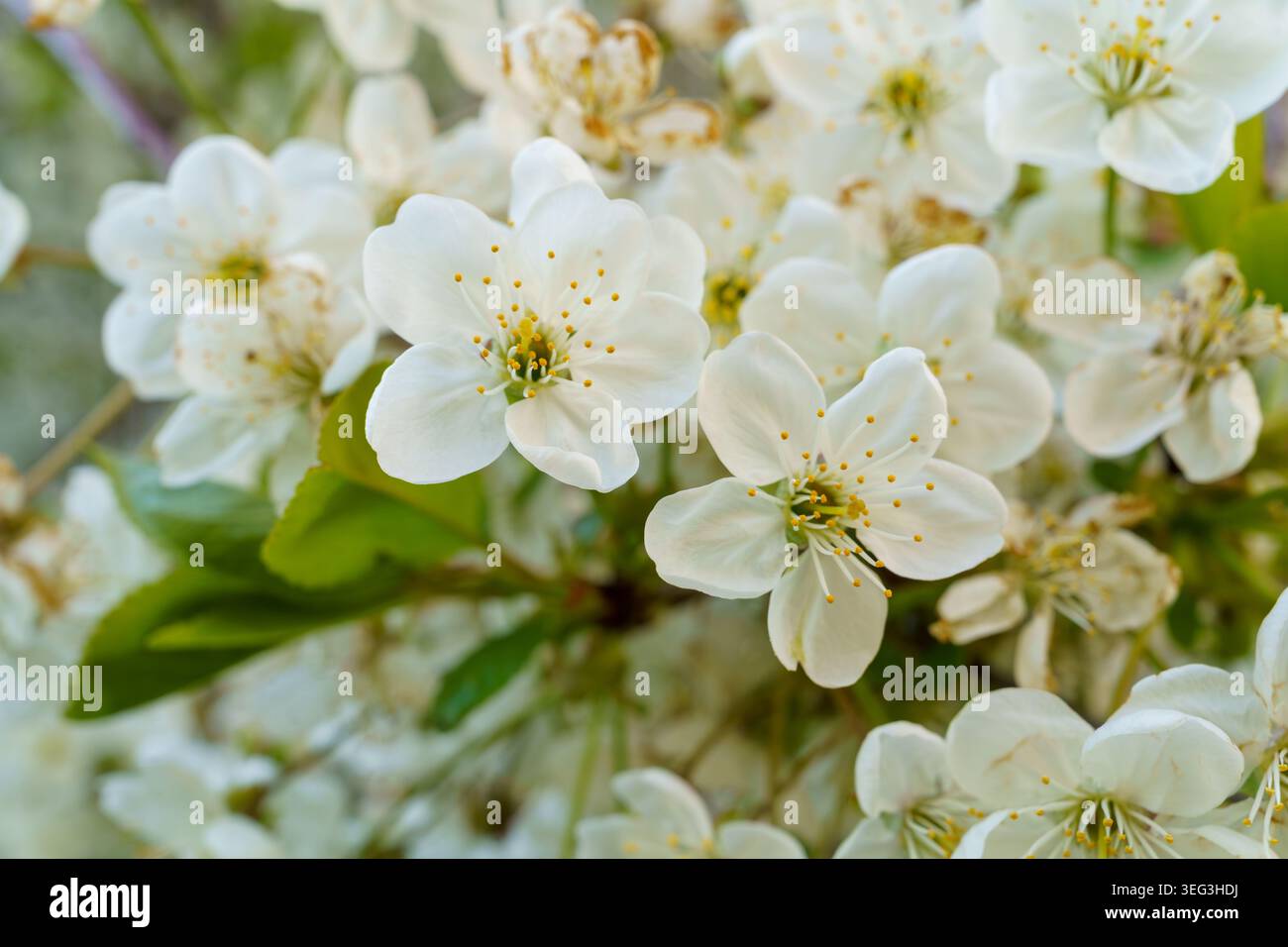 Les fleurs blanches brillantes se regroupent sur les branches d'un jardin, signalant l'arrivée du printemps. Les abeilles bourdonnent autour, collectant le nectar des fleurs. Banque D'Images