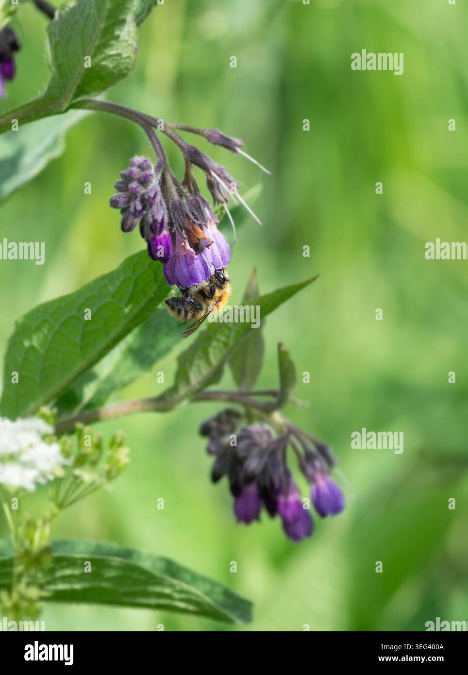 Abeille Carder commune se nourrissant d'une fleur de consoude (Symphtum officinale) herbe perreniale robuste de la famille des bourrache. Londres, Angleterre, Royaume-Uni. Été. Faune sauvage. Banque D'Images
