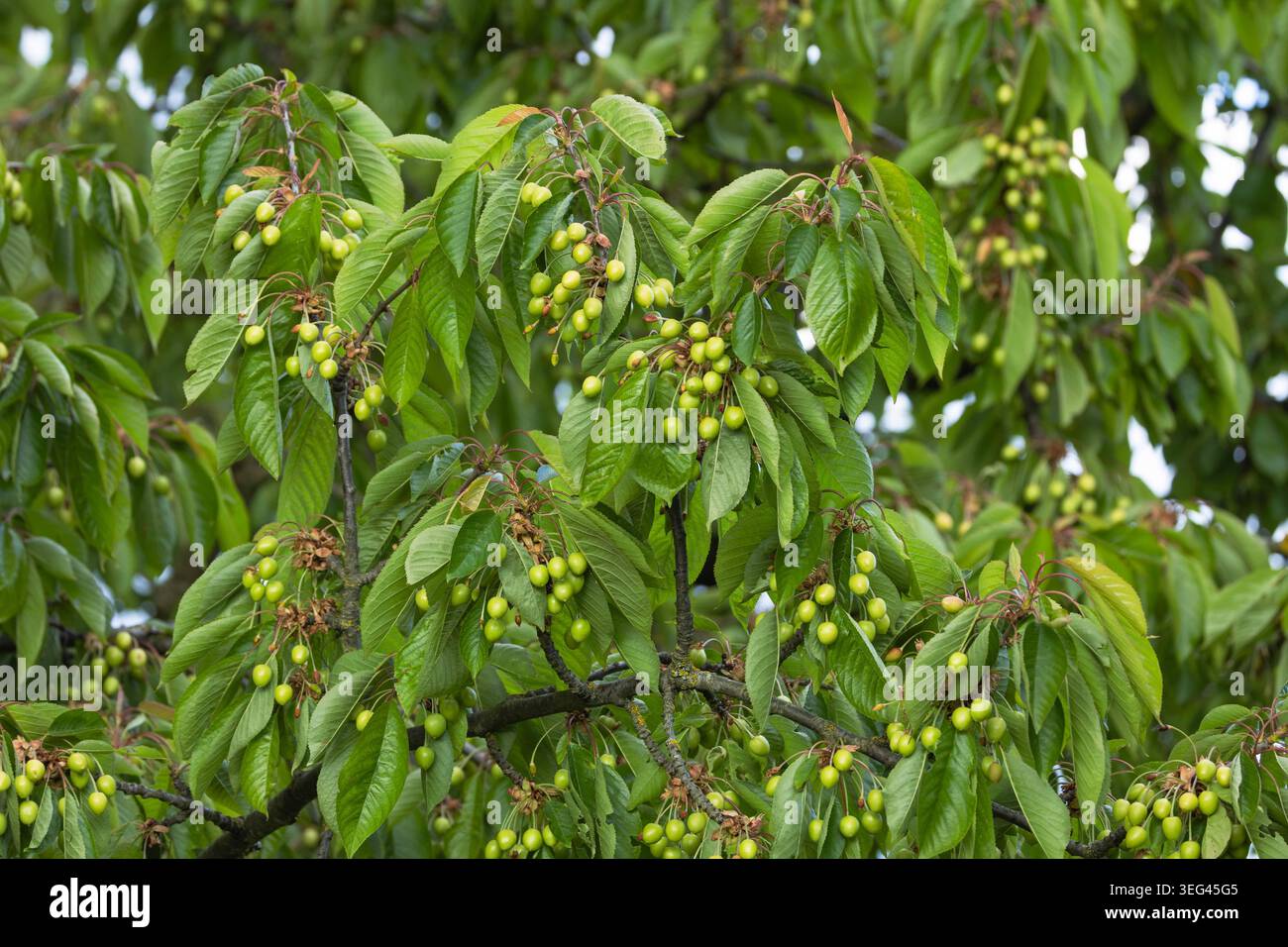 Branches de cerisier avec cerises vertes non mûres et feuillage printanier frais dans un cadre naturel extérieur. Banque D'Images
