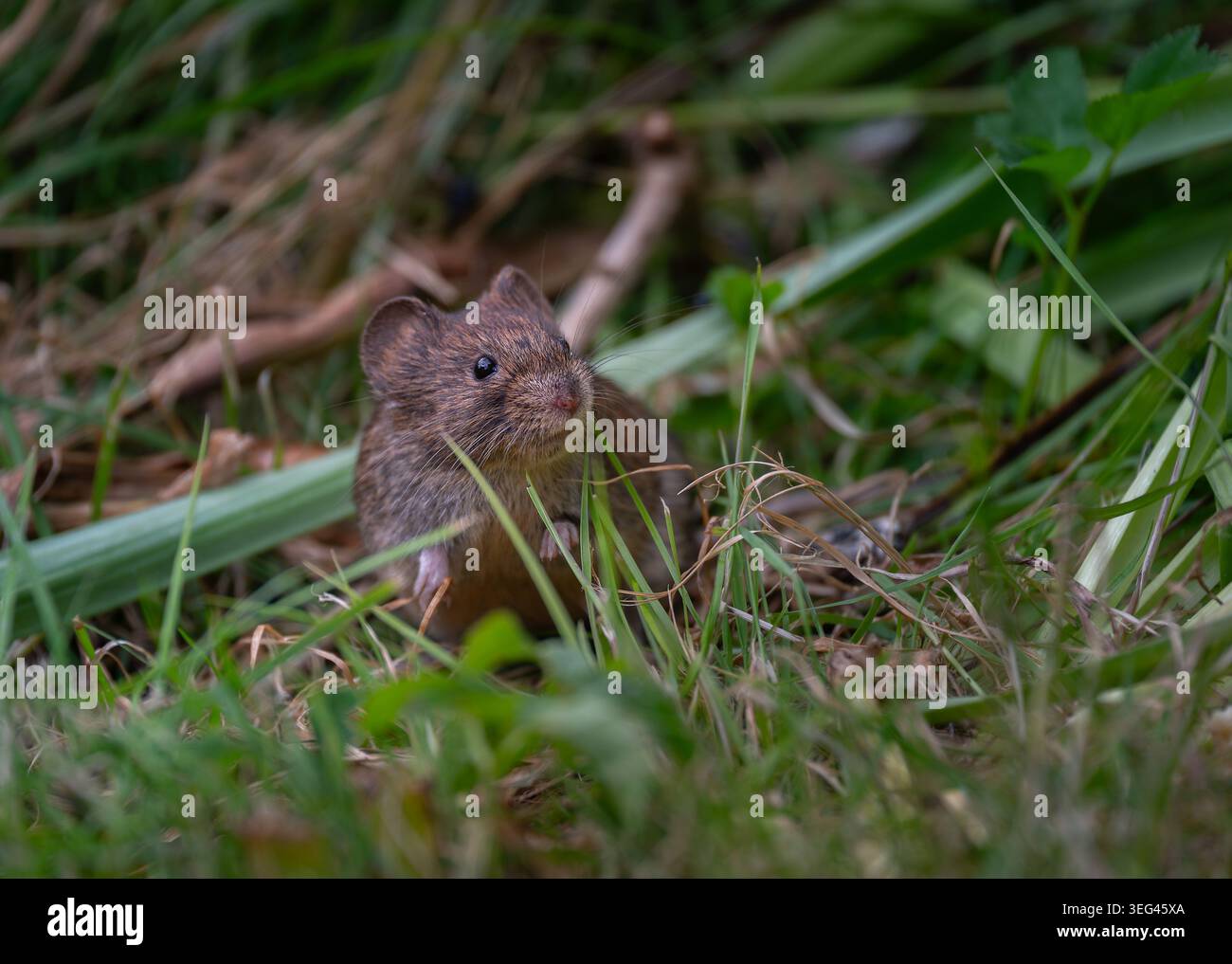 Bank vole(Clethrionomys glareolus) contrôle du danger tout en mettant la couverture à manger. North Norfolk, Royaume-Uni. Banque D'Images