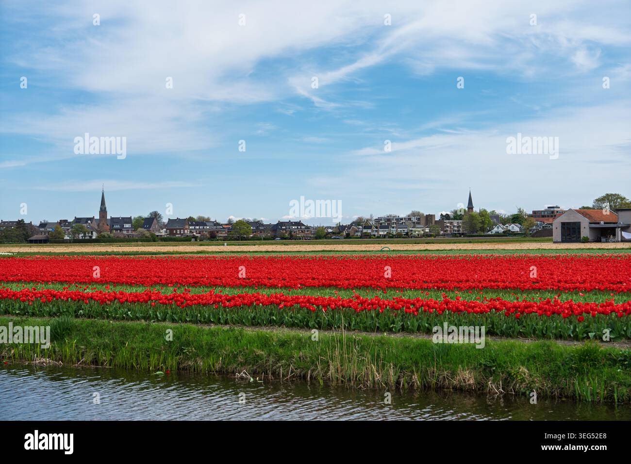 Tulipes rouges fleurissant dans un champ près de lisse, pays-Bas, un jour ensoleillé avec Blue Sky et Vivid Banque D'Images