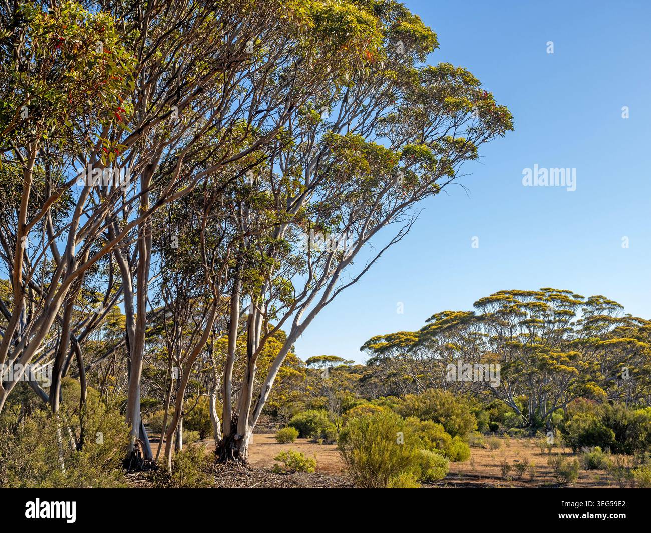 Mallee Woodland, Lincoln National Park Banque D'Images