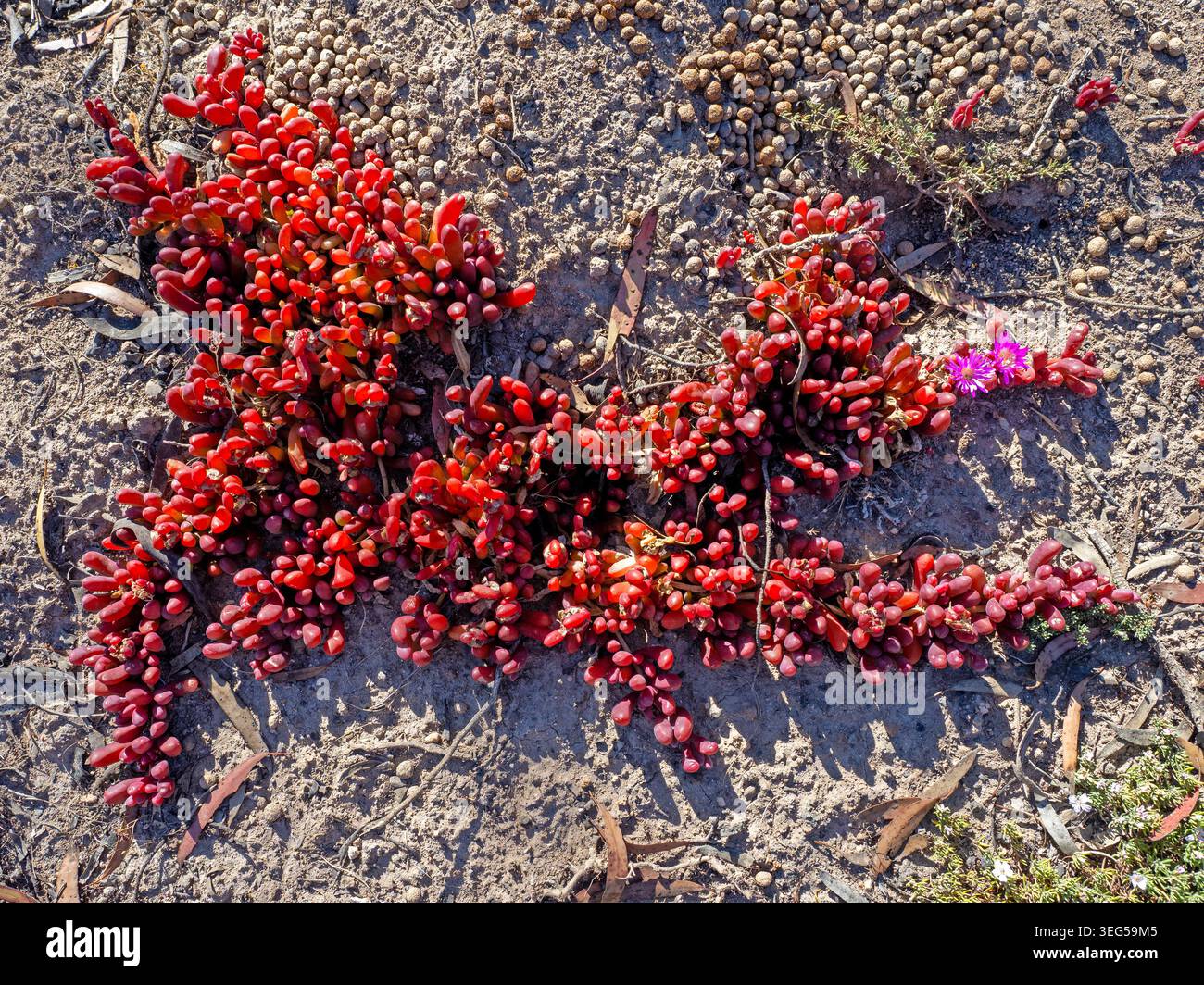 Succulente pousse dans le sable dans le parc national Lincoln Banque D'Images