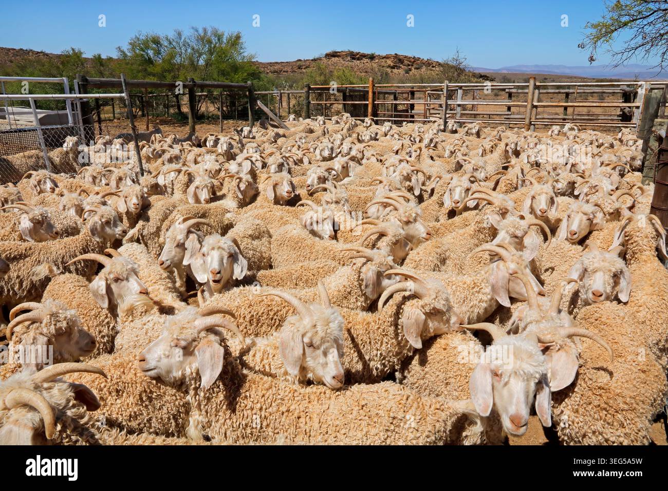 Des chèvres angora entassées dans un enclos dans une ferme rurale sud-africaine Banque D'Images