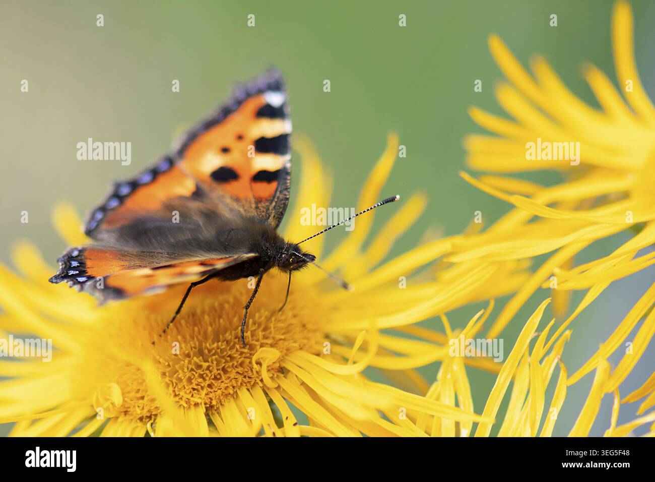 Kleiner Fuchs auf Alanthbluete Banque D'Images