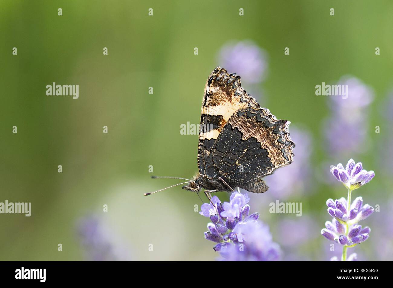 Kleiner Fuchs auf Lavendelbluete Banque D'Images
