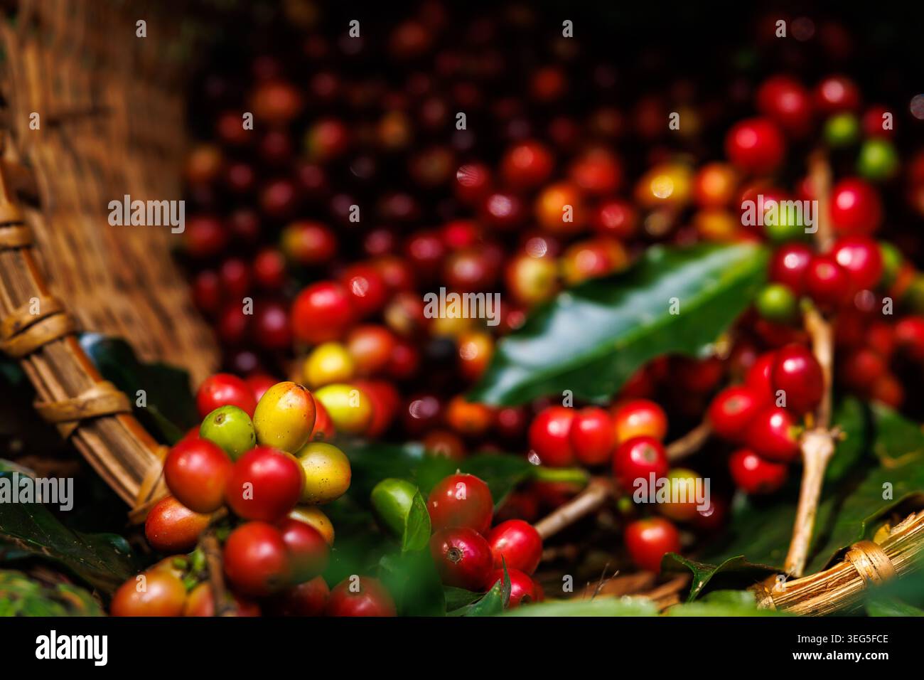Cerises de café biologiques rouges et jaunes éclatantes collectées dans un panier tissé à la main illustrant une agriculture durable et une production végétale de qualité supérieure. Banque D'Images