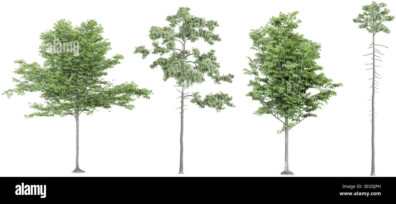 Ensemble de trembles européens, sapins, pins, isolés sur fond transparent. Rendu 3D. Illustration de Vecteur