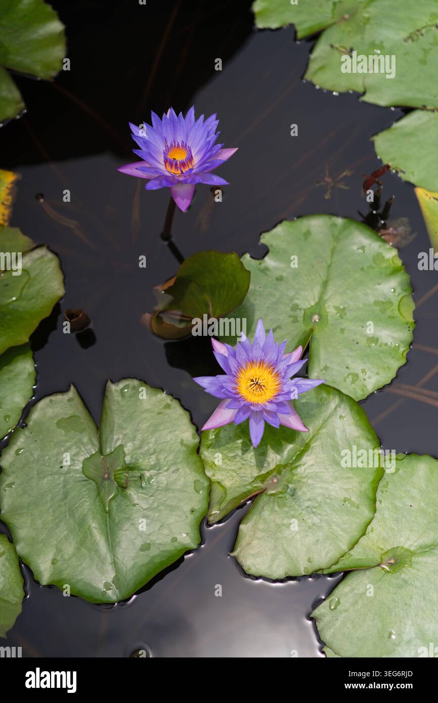 Fleurs de lotus bleu dans un étang au monastère bouddhiste, Brahmavihara, Bali Banque D'Images