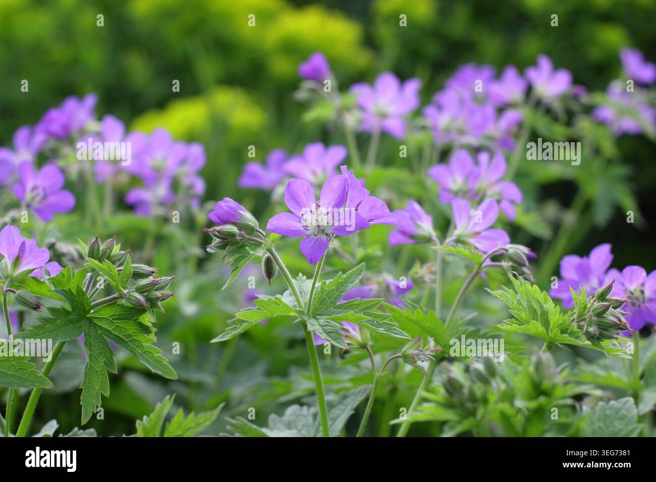 Géraniums. Floraison précoce Geranium sylvatica Mayflower au milieu du printemps. ROYAUME-UNI Banque D'Images