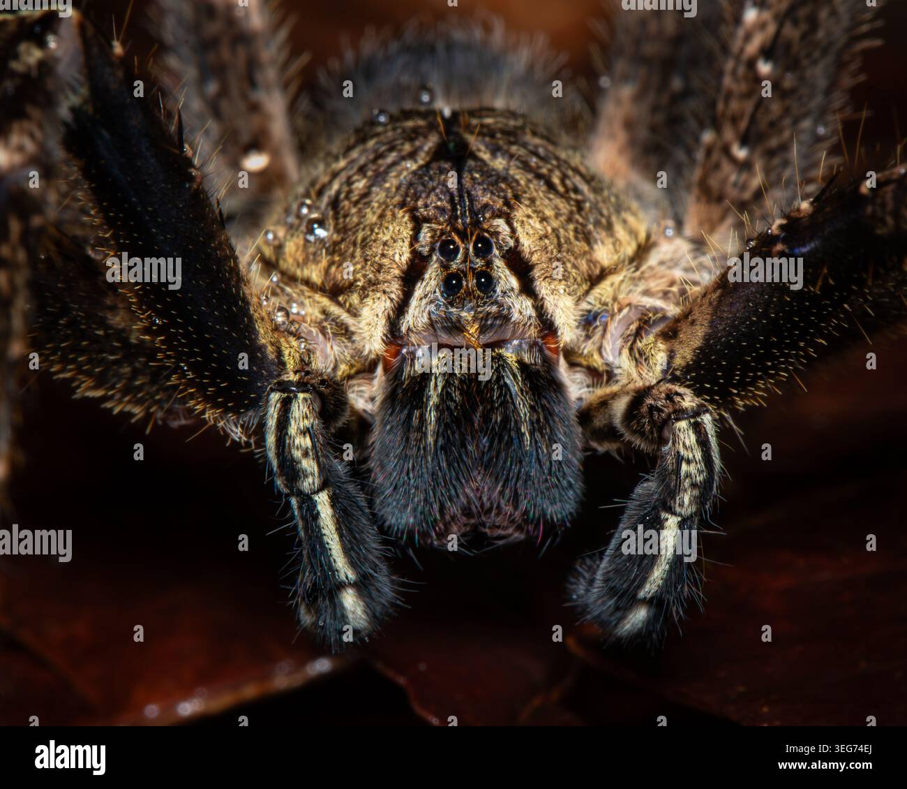 Gros plan portrait d'un squelette de tarentule (Ephebopus murinus) sur le sol de la forêt tropicale Banque D'Images