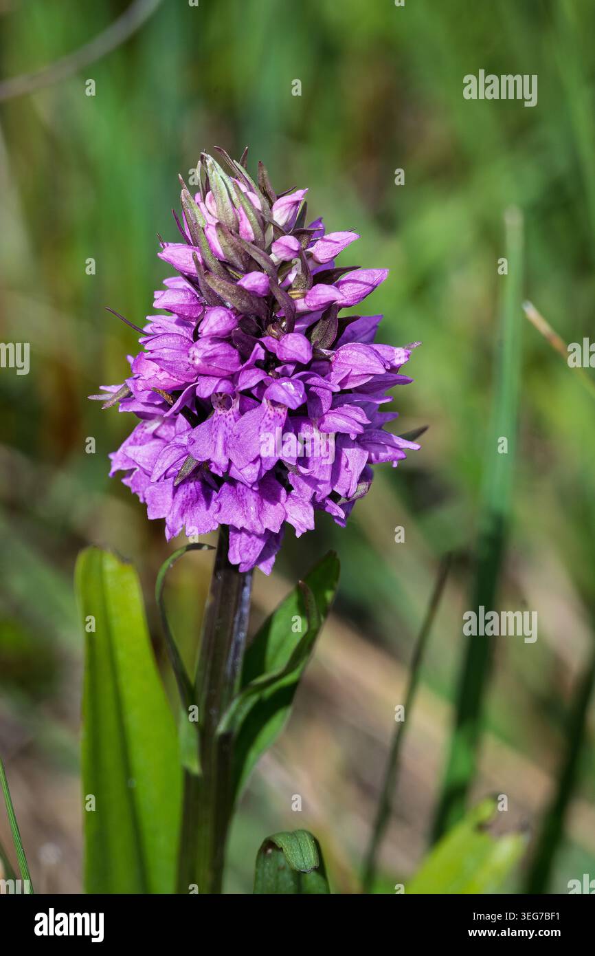 Une fleur d'orchidée pyramidale violette brillante en pleine floraison. Banque D'Images