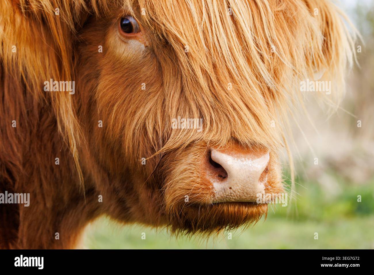 Gros plan extrême du visage de la vache écossaise Highland, un œil à travers une longue frange ambre, large nez rose, fourrure remplissant le cadre Banque D'Images