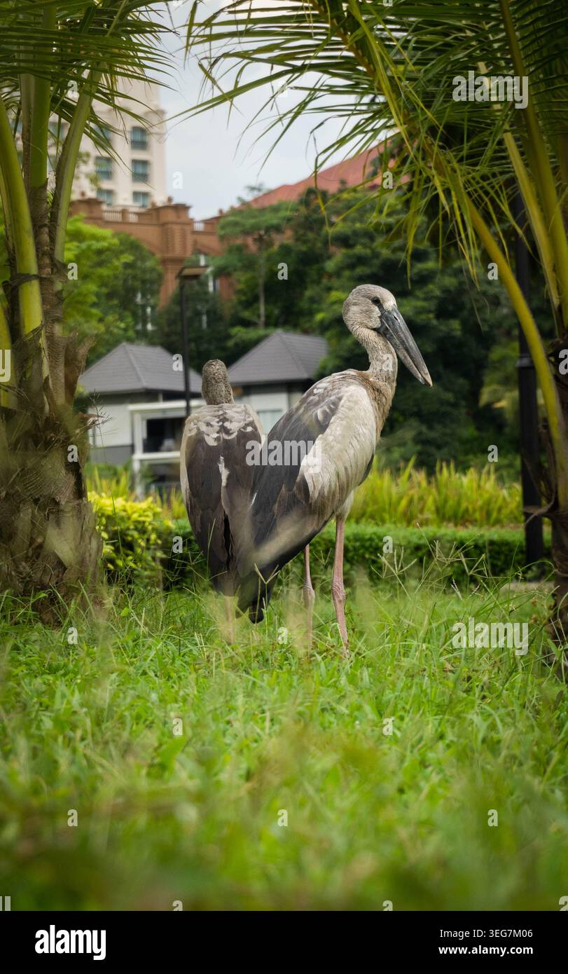 Deux cigognes asiatiques Openbill debout sur un champ herbeux avec de petits palmiers de chaque côté. Vue latérale et vue arrière des cigognes Banque D'Images
