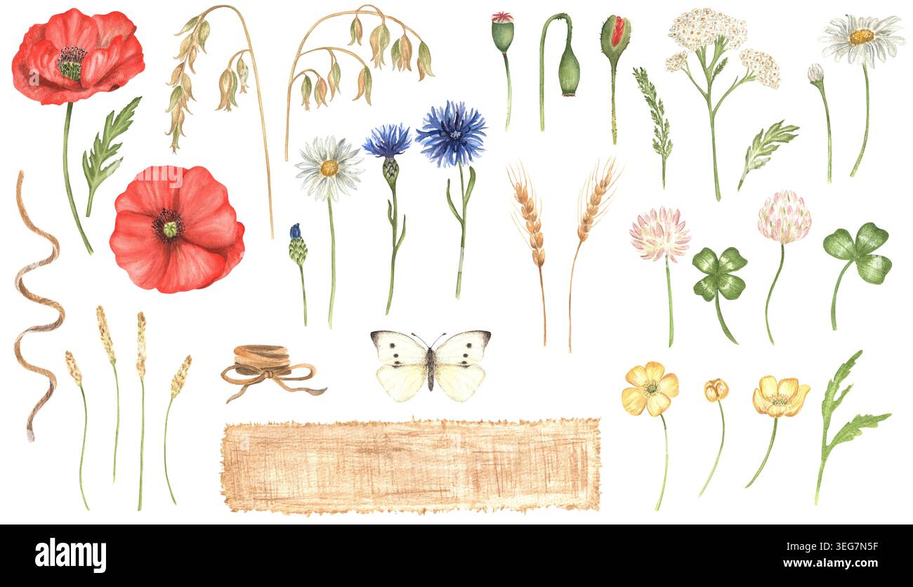 Aquarelle coquelicots et bleuets, papillons, trèfle, seigle, avoine, timothy herbe, yarrow, verdure, tissu de lin et cordes. Illustrations peintes à la main. Banque D'Images