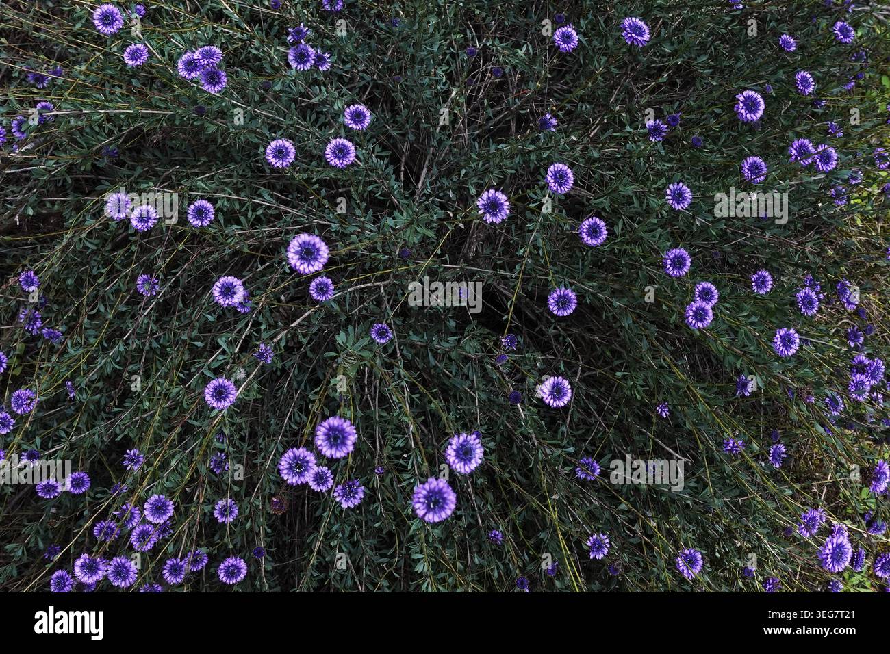 Arbuste Globularia alypum aux fleurs violettes bleues. Plante à floraison printanière en fleur. Banque D'Images