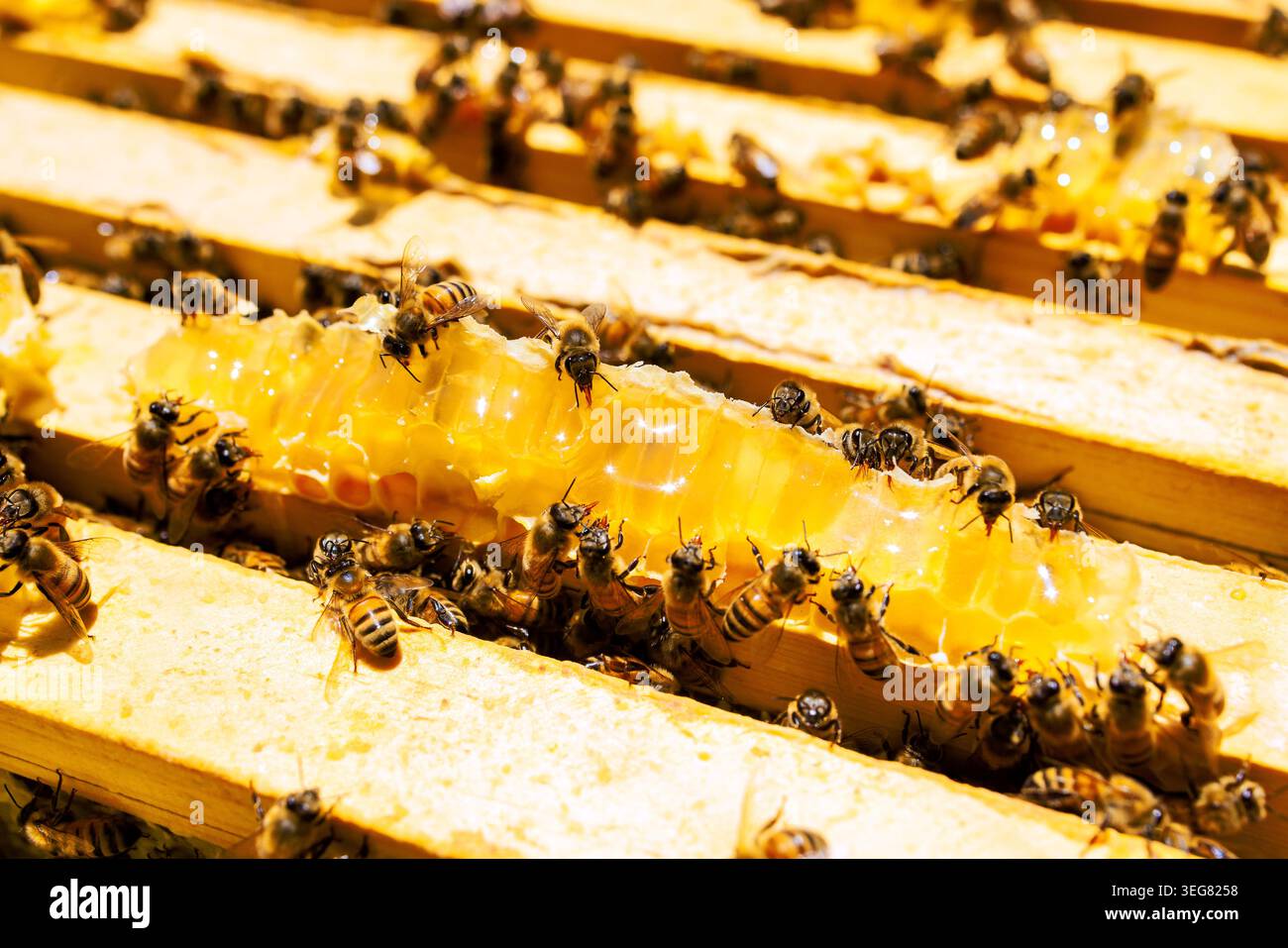 Les abeilles se rassemblent autour du nid d'abeille dans la ruche, occupé à faire du miel à la scène de temps chaud est plein d'activité. Banque D'Images