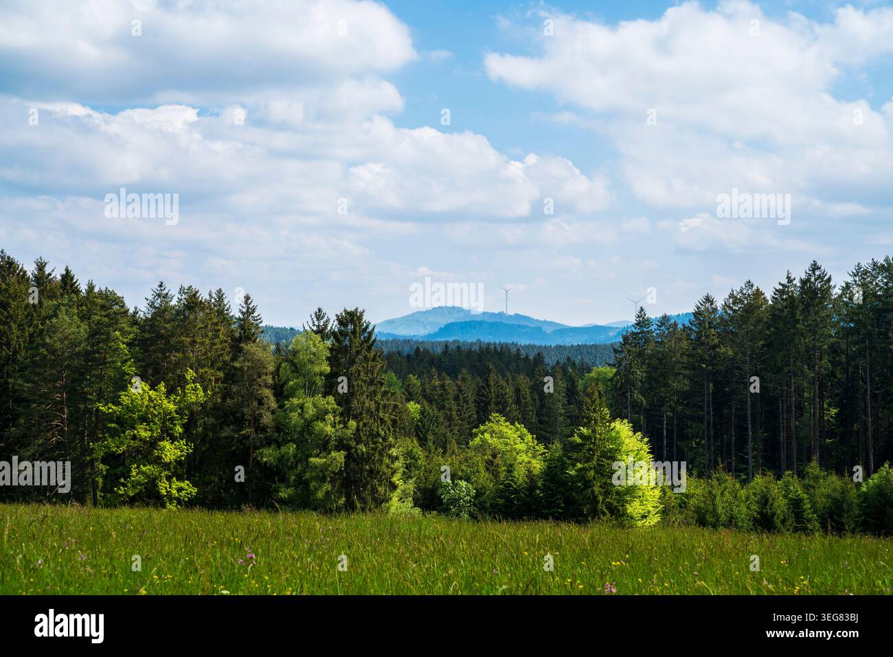 Allemagne, vue large de la lisière de la forêt de conifères et des pâturages sous le ciel bleu dans la Forêt Noire Banque D'Images