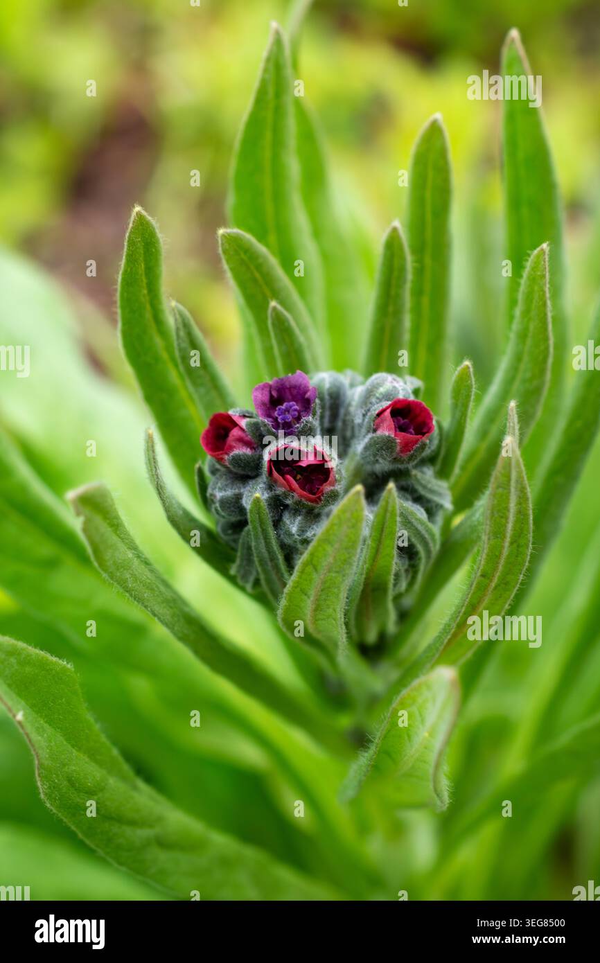 Une vue macro des petites fleurs rougeâtres-violettes de la langue de Hound (Cynoglossum officinale), une mauvaise herbe envahissante restreinte dans le comté de Waukesha. Banque D'Images