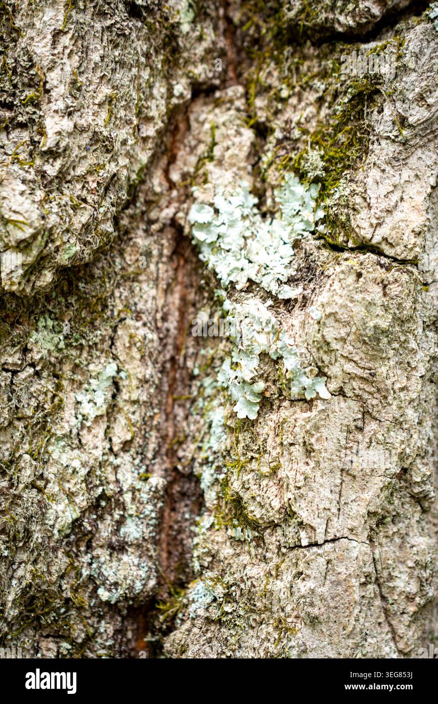 Une macro-photo détaillée de lichen vert pâle et de mousse poussant dans une crevasse profonde d'écorce d'arbre indigène début mai dans le Wisconsin Banque D'Images