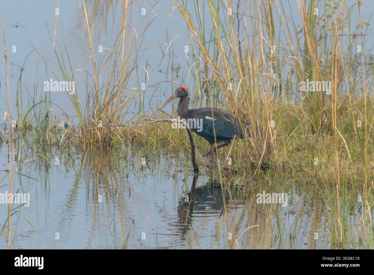 Ibis ou Pseudibis papillosa à dos rouge à Umred Karhandla, Maharashtra, Inde. Banque D'Images