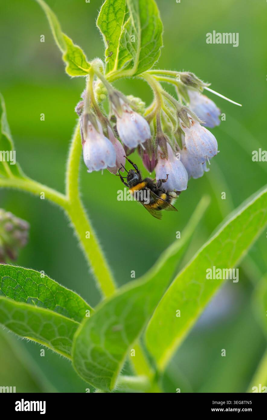 Bumblebee à queue blanche (Bombus lucorum agg.) Se nourrissant d'une tête de fleur de consoude Banque D'Images