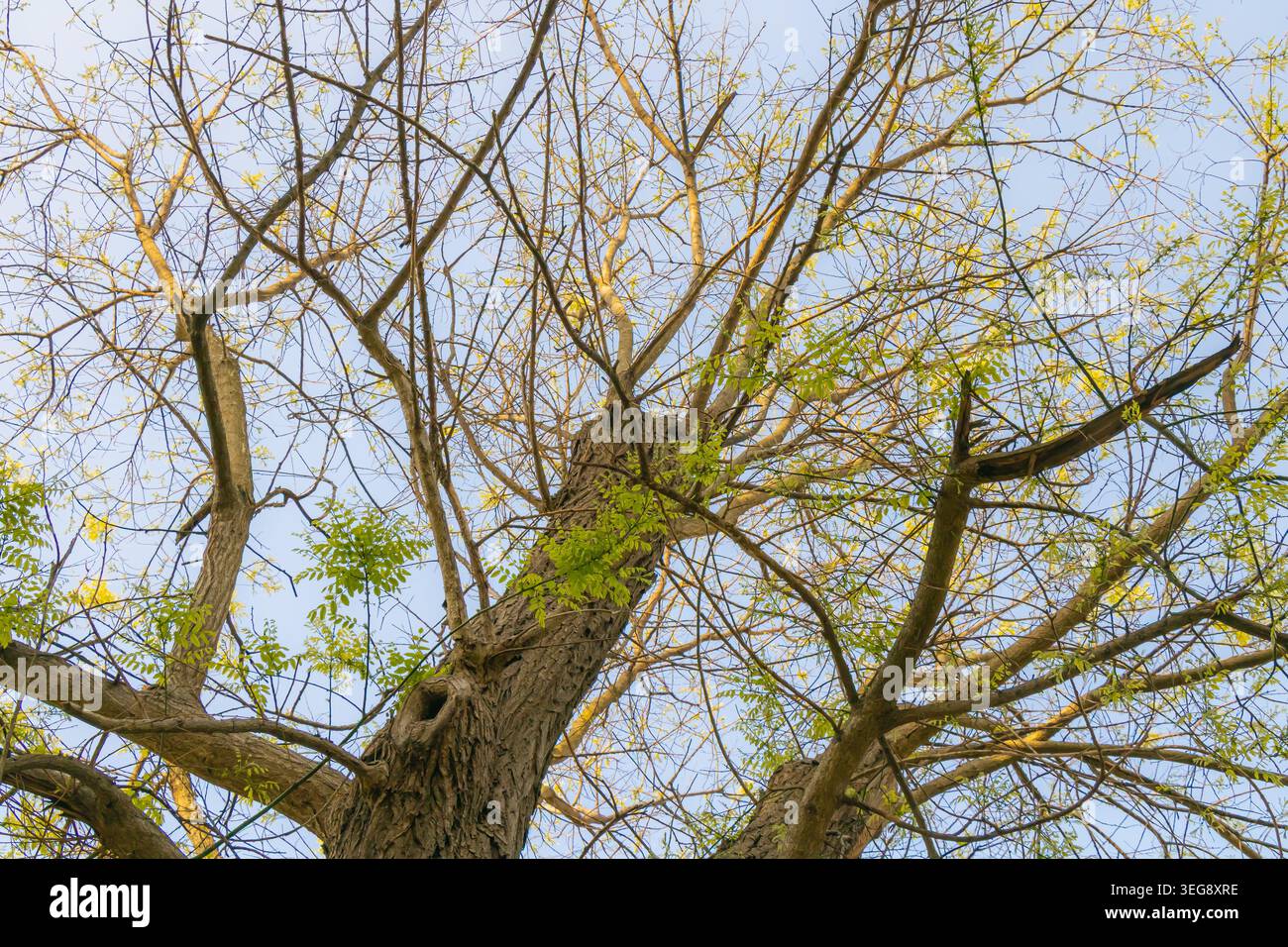 Vue en angle bas de grandes branches d'arbres atteignant un ciel printanier clair. Les feuilles vertes fraîches et l'écorce texturée créent un couvert forestier naturel avec orga Banque D'Images