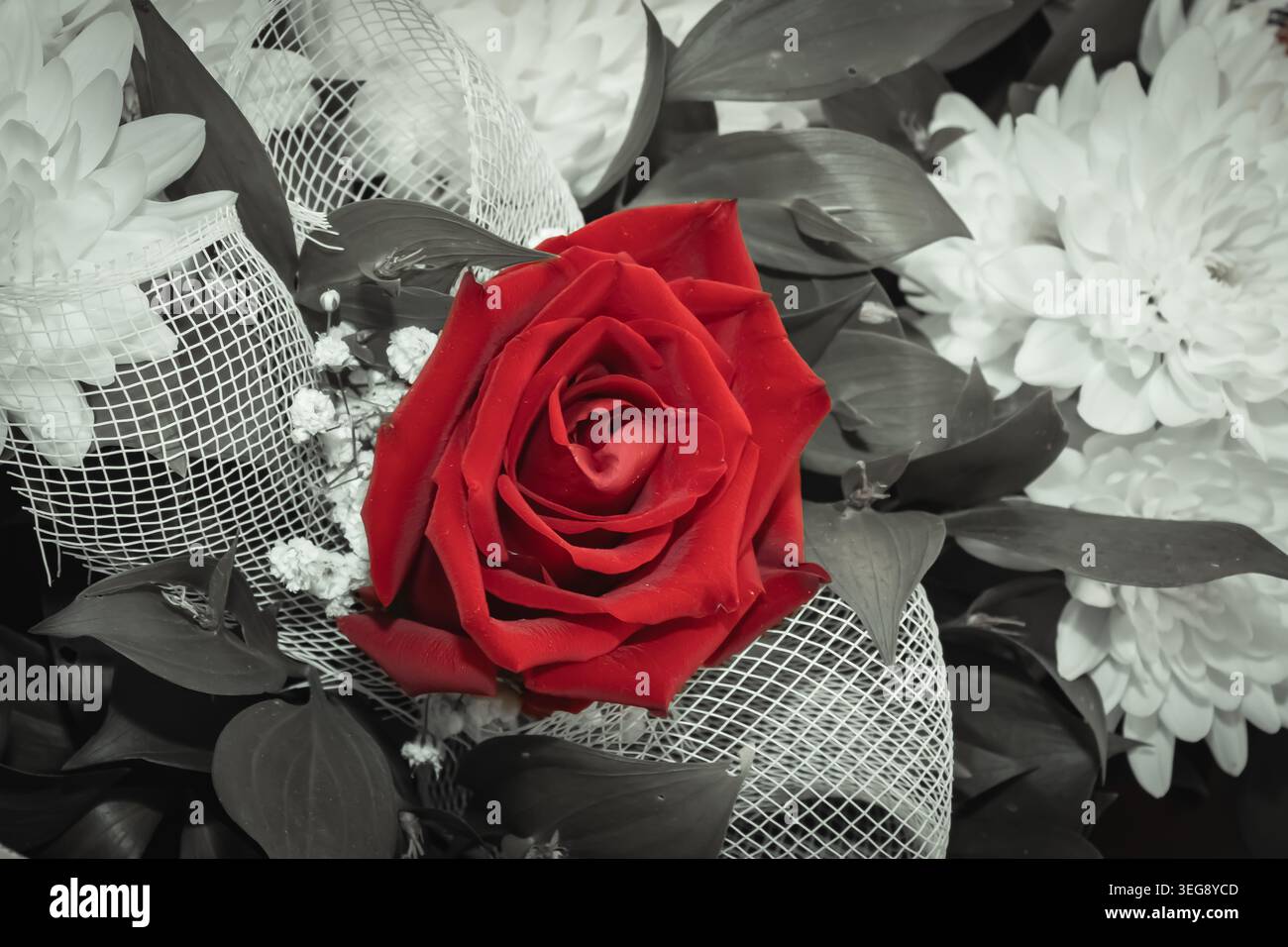 Gros plan artistique d'une rose rouge vif mis en évidence avec un effet de couleur sélectif sur un fond de bouquet floral monochrome. Banque D'Images