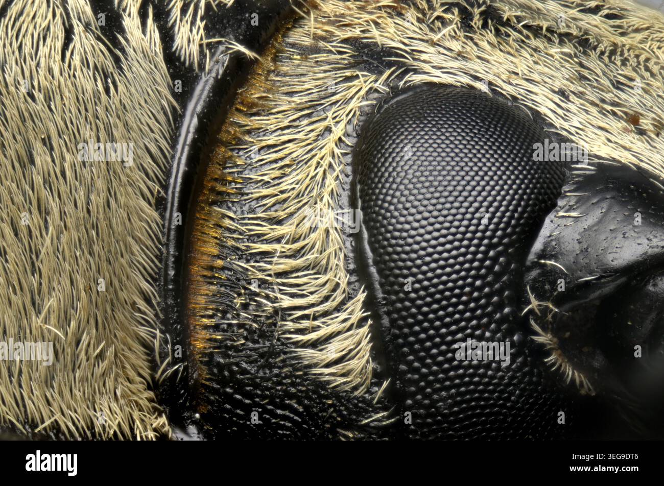 Trictenotoma formosana - coléoptère originaire d'Asie - gros plan studio de spécimen mort Banque D'Images