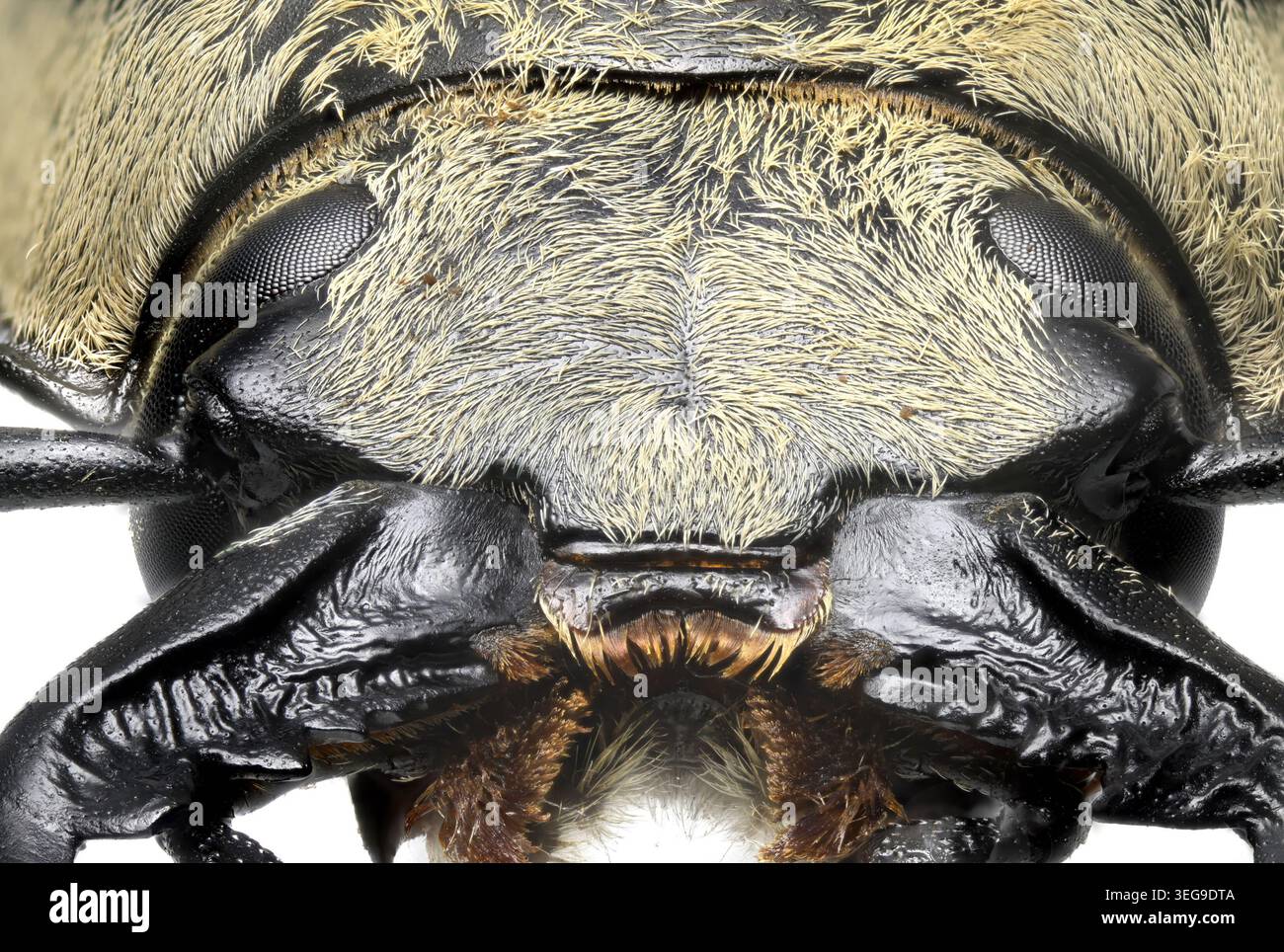 Trictenotoma formosana - coléoptère originaire d'Asie - gros plan studio de spécimen mort Banque D'Images
