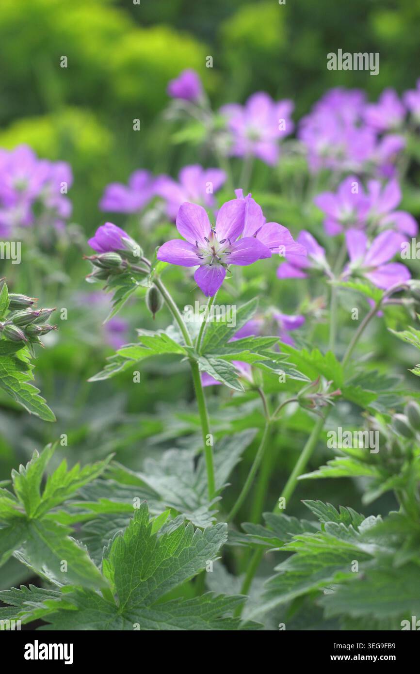 Géraniums. Géranium sylvaticum 'Mayflower', bec de crane en bois, géranium robuste à floraison précoce portant des masses de fleurs violettes au printemps. ROYAUME-UNI Banque D'Images
