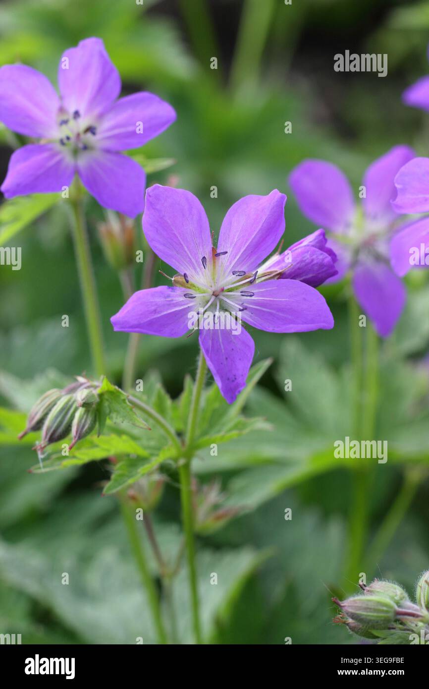 Géraniums. Géranium sylvaticum 'Mayflower', bec de crane en bois, géranium robuste à floraison précoce portant des masses de fleurs violettes au printemps. ROYAUME-UNI Banque D'Images