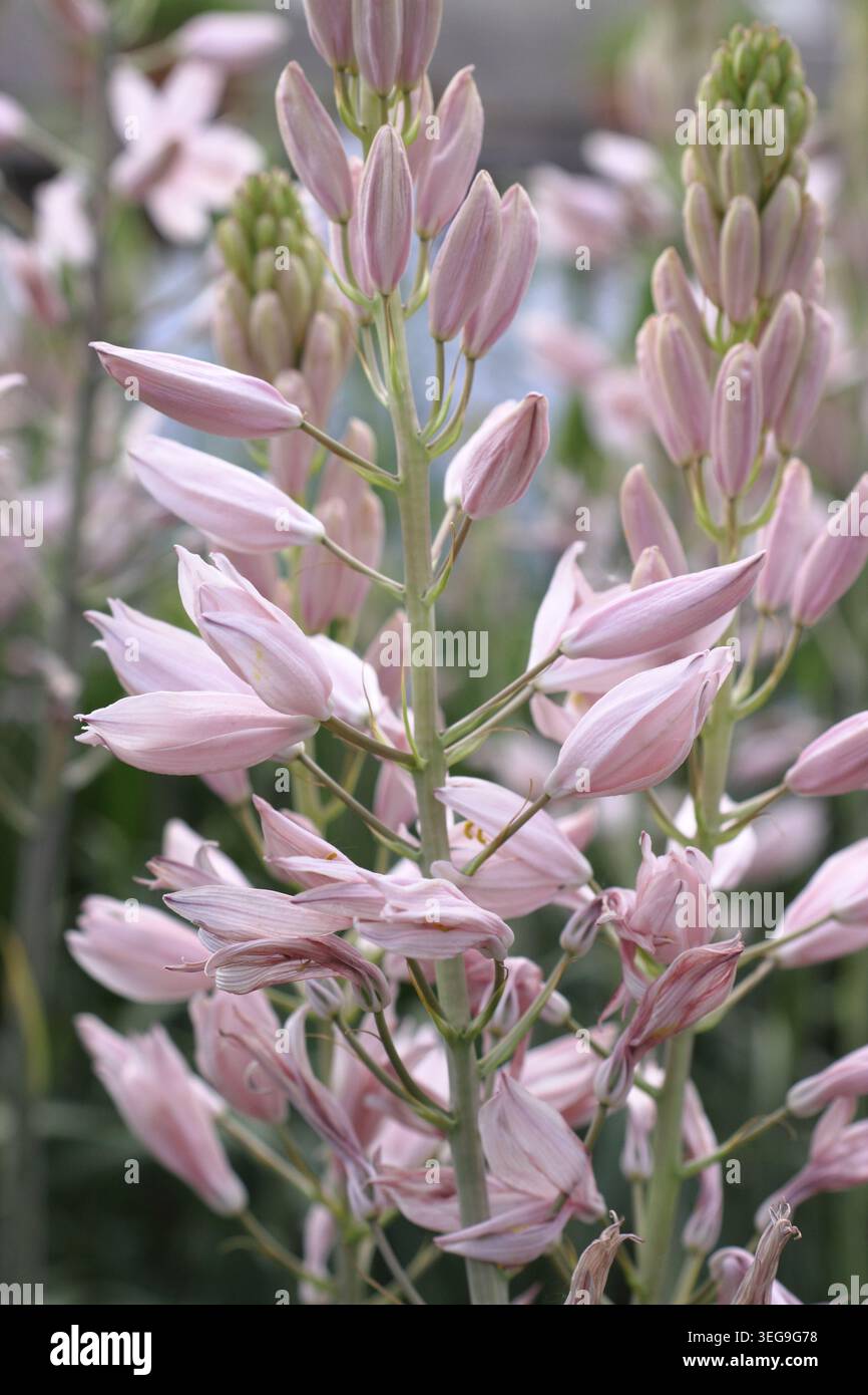 Camassia Rose star. Pointes de fleurs roses de Camassia leichtlinii vivace 'Pink Star' au printemps. ROYAUME-UNI Banque D'Images
