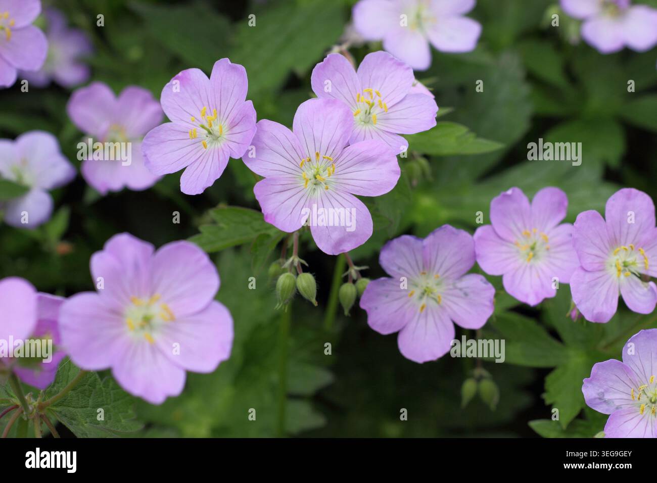 Géranium maculatum 'Vickie Lynn', géranium robuste à longue floraison, bec de crane tacheté, présentant des fleurs mauves caractéristiques Banque D'Images