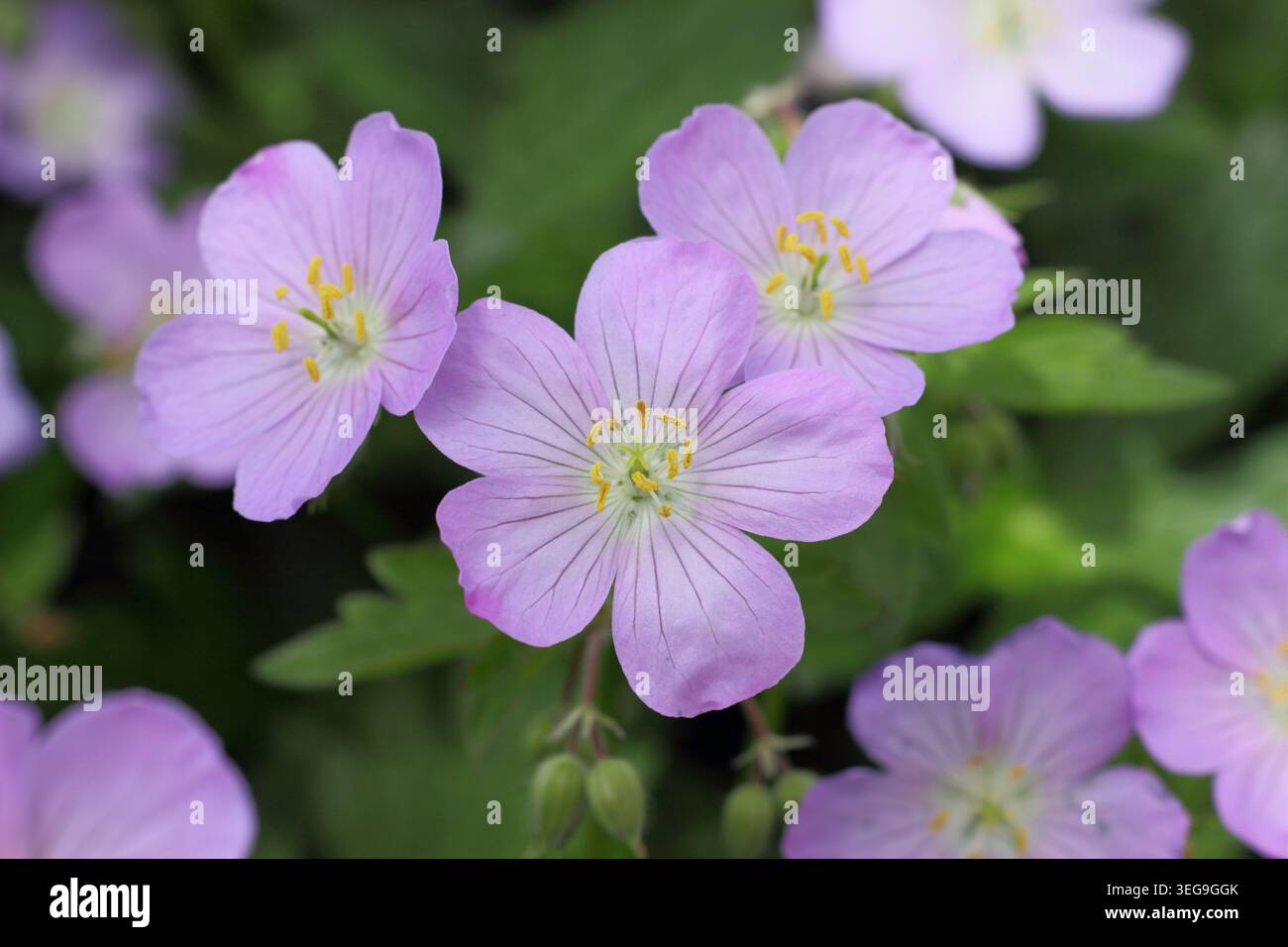 Géranium maculatum 'Vickie Lynn', géranium robuste à longue floraison, bec de crane tacheté, présentant des fleurs mauves caractéristiques Banque D'Images