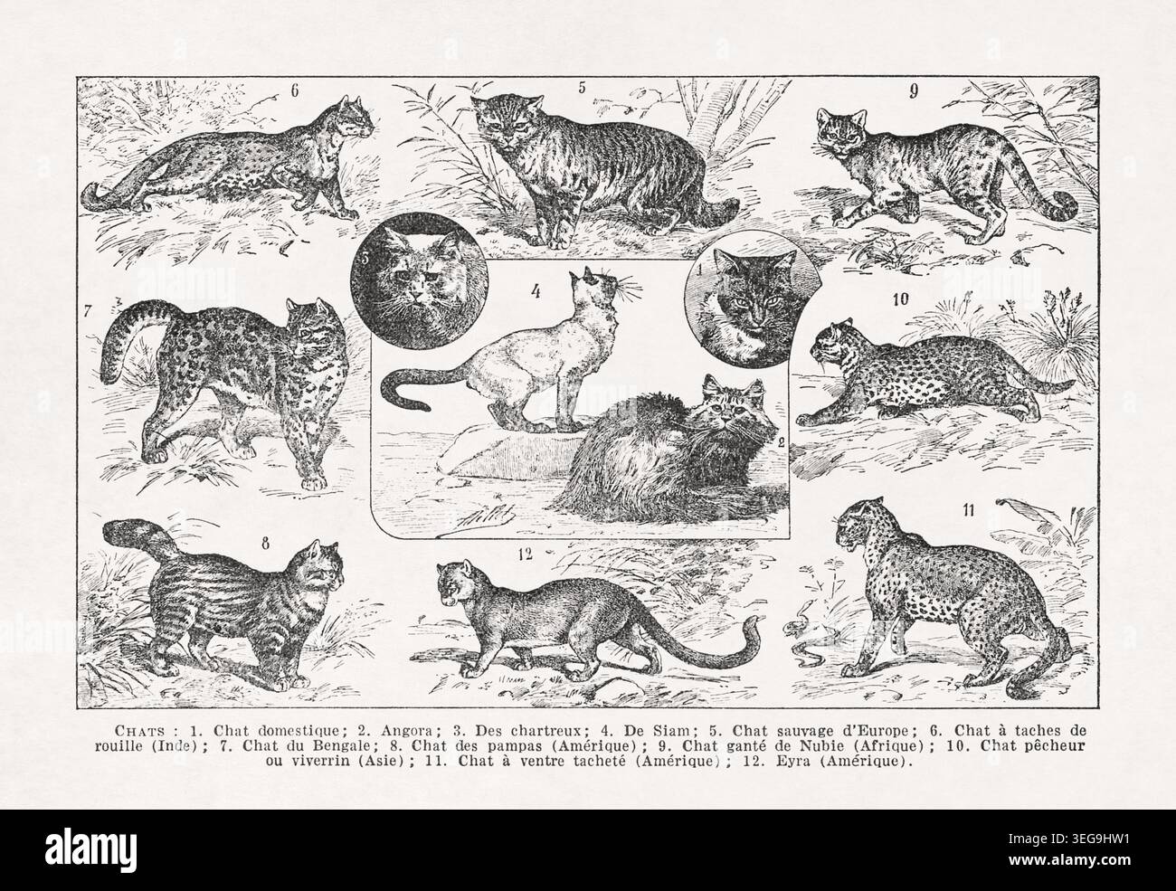 Illustration en noir et blanc sur la félinologie (l'étude des chats) par Adolphe Philippe Millot tirée d'un ancien dictionnaire français. Banque D'Images