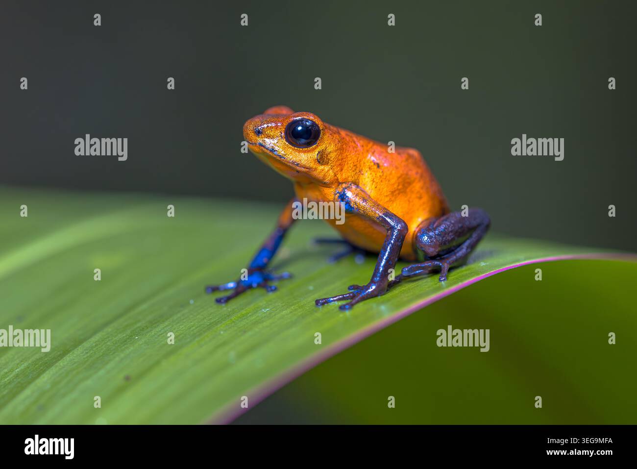 La grenouille poison à la fraise, la grenouille poison-dart à la fraise ou le jeans bleu la grenouille poison (Oophaga pumilio, anciennement Dendrobates pumilio) est une espèce de petit po Banque D'Images