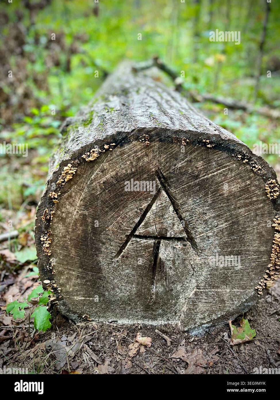 Symbole Appalachian Trail À sculpté dans un arbre tombé sur l'Appalachian Trail dans le Connecticut Banque D'Images